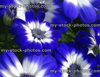 Stock image of white and blue daisy flowers, cineraria plants / petals