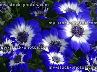 Stock image of white and blue daisy flowers, cineraria pot plants (Pericallis hybrida)