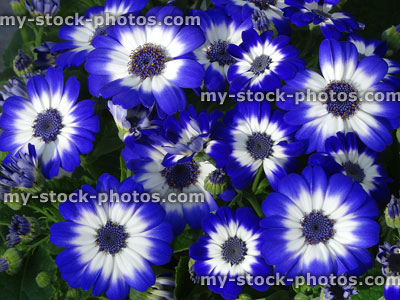 Stock image of white and blue daisy flowers, cineraria bedding plants (Pericallis hybrida)