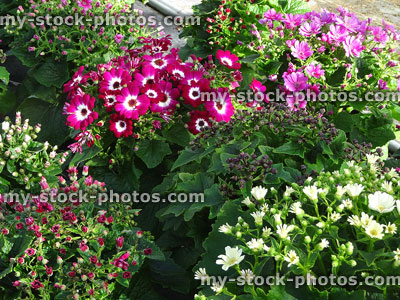 Stock image of cinerarias with colourful daisy flowers, cineraria house plants (Pericallis hybrida)