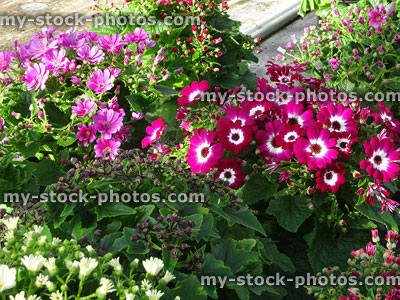 Stock image of white and pink daisy flowers, cineraria pot plants (Pericallis hybrida)