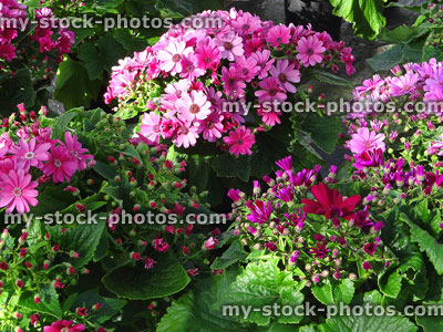 Stock image of pink and purple daisy flowers, cineraria house plants (Pericallis hybrida)