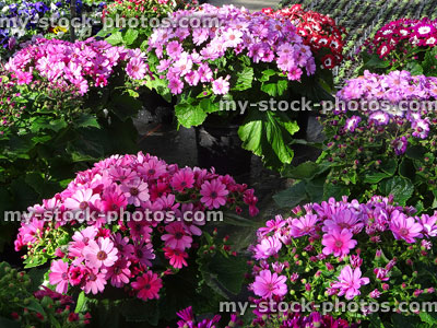 Stock image of pink daisy flowers, cineraria plants (Pericallis hybrida), pot plants