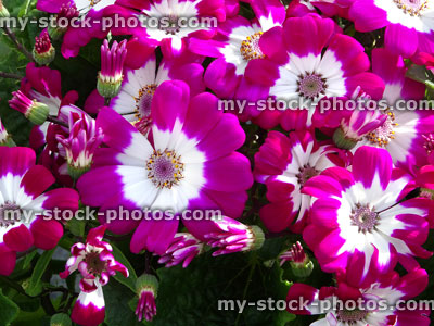Stock image of white and pink daisy flowers, cineraria plants (Pericallis hybrida)