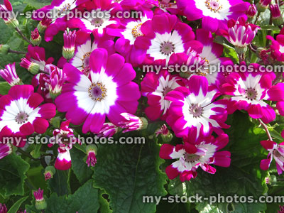 Stock image of white and pink daisy flowers, cinerarias (Pericallis hybrida), asters