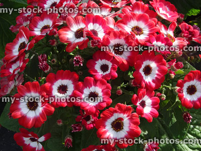 Stock image of white and red daisy flowers, cinerarias / asters (Pericallis hybrida)