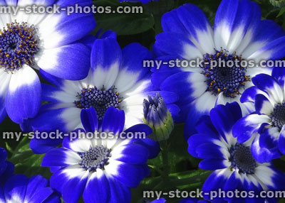 Stock image of white and blue daisy flowers, cineraria petals / stamens