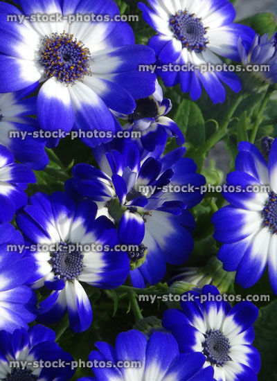 Stock image of white and blue daisy flowers, flowering cinerarias (Pericallis hybrida)