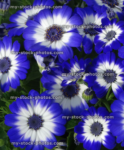 Stock image of white and blue daisy flowers, cineraria house plants (Pericallis hybrida)