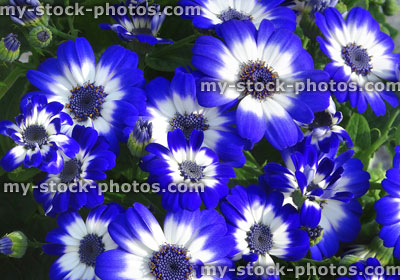 Stock image of white and blue daisy flowers, cineraria plants (Pericallis hybrida)