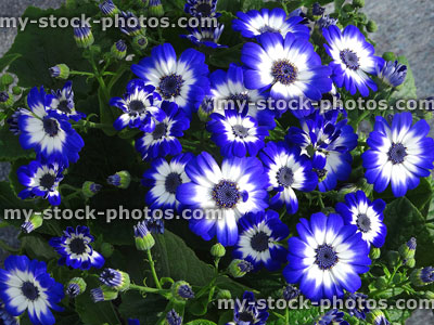 Stock image of white and blue daisy flowers, cineraria potted plants (Pericallis hybrida)