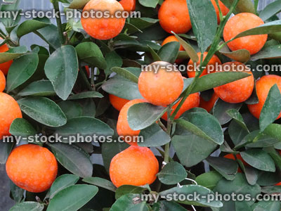 Stock image of small citrus calamondin house plant with oranges / fruit