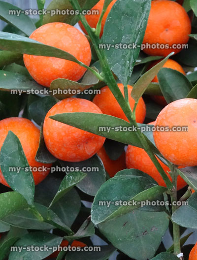 Stock image of small citrus calamondin house plant with oranges / fruit