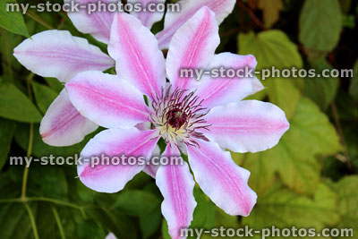 Stock image of Clematis Nelly Moser flower, pink and white flower