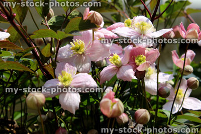Stock image of pink Clematis 'Montana' flowers on climber plant, garden