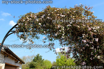 Stock image of clematis montana flowers growing over garden arch