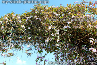 Stock image of clematis montana flowers growing over garden arch