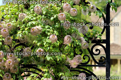 Stock image of clematis flower seed heads against wrought iron gate