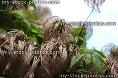 Stock image of clematis flower seed heads in garden, Traveller's Joy