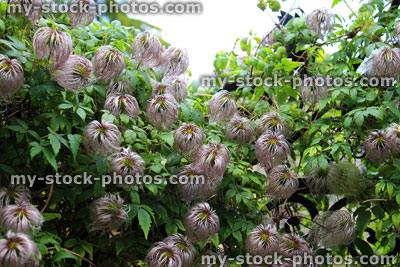 Stock image of clematis flower seed heads against wrought iron gate