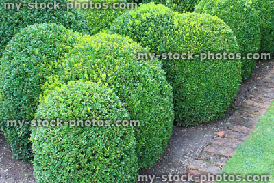 Stock image of clipped box hedging / boxwood / buxus balls / topiary hedge 