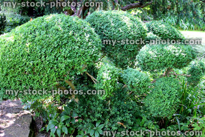 Stock image of clipped box topiary / boxwood / buxus sempervirens bush / hedge