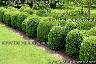 Stock image of clipped box hedging / boxwood / buxus balls / topiary hedge 