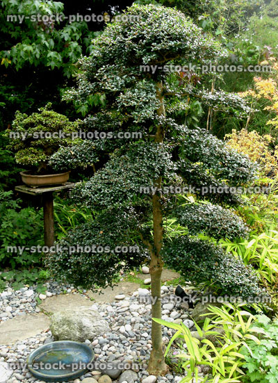 Stock image of clipped Italian privet (ligustrum crenata), Japanese cloud tree