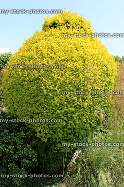 Stock image of clipped golden yew topiary / Taxus baccata 'Summergold', garden