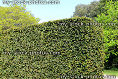 Stock image of clipped yew hedge (taxus), topiary in formal garden