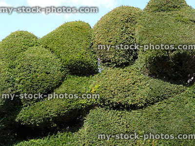 Stock image of taxus topiary hedge, common yew pruned in shapes
