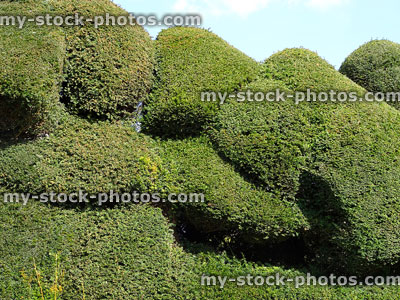 Stock image of clipped English yew hedge forming topiary shapes, formal garden