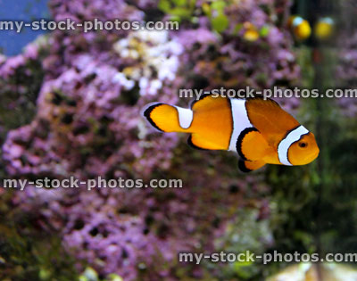 Stock image of orange and white clown fish in marine aquarium