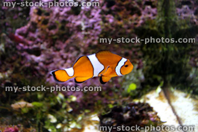 Stock image of orange and white clown fish in marine aquarium