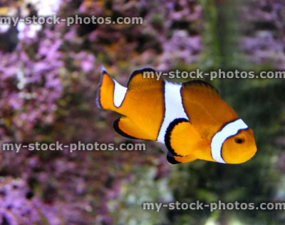 Stock image of orange and white clown fish in marine aquarium