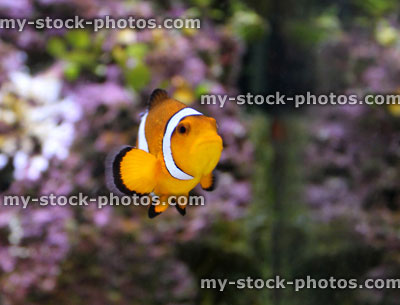 Stock image of orange and white clown fish in marine aquarium