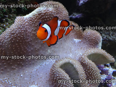Stock image of clown fish in marine fish tank with anemone / coral