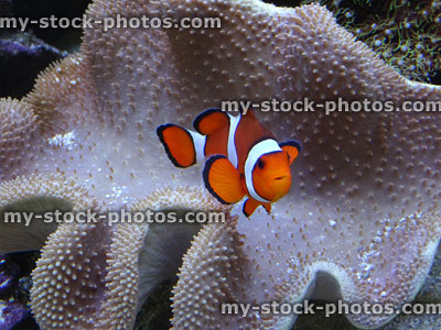 Stock image of orange and white clown fish with coral anemone