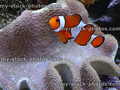 Stock image of clownfish with anemone coral in marine reef aquarium