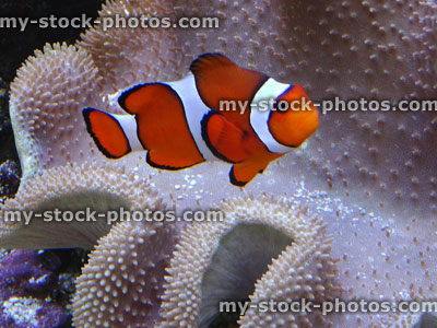 Stock image of large clownfish with anemone coral in reef fish tank