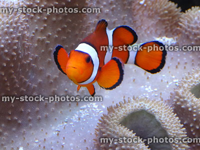 Stock image of clownish with anemone coral, saltwater marine fish tank aquarium