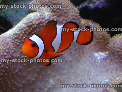Stock image of striped clownfish with coral anemone in saltwater aquarium