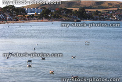 Stock image of view of Swanage beach / coastline, English seaside town, seagulls, sea