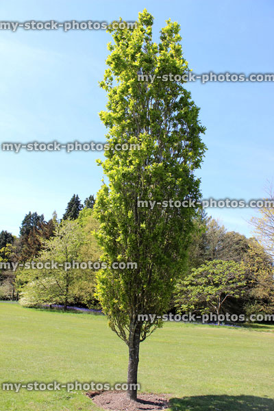 Stock image of column / columnar oak tree, fastigiate / upright (Quercus robur fastigiata)