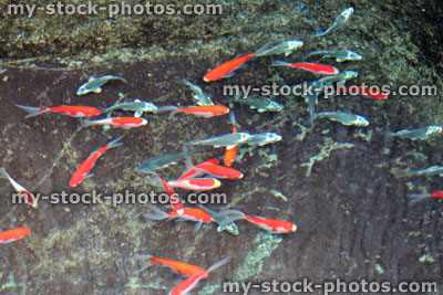 Stock image of young red and white comet fish and silver ghost koi