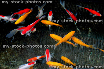 Stock image of red and white comet fish with yellow goldfish 