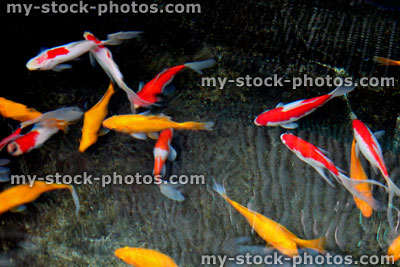 Stock image of red and white comet fish with yellow goldfish 