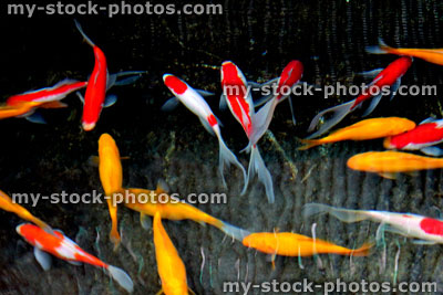 Stock image of red and white comet fish with yellow goldfish 