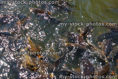 Stock image of koi and common carp feeding / splashing in lake