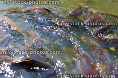 Stock image of koi and common carp feeding / splashing in pond